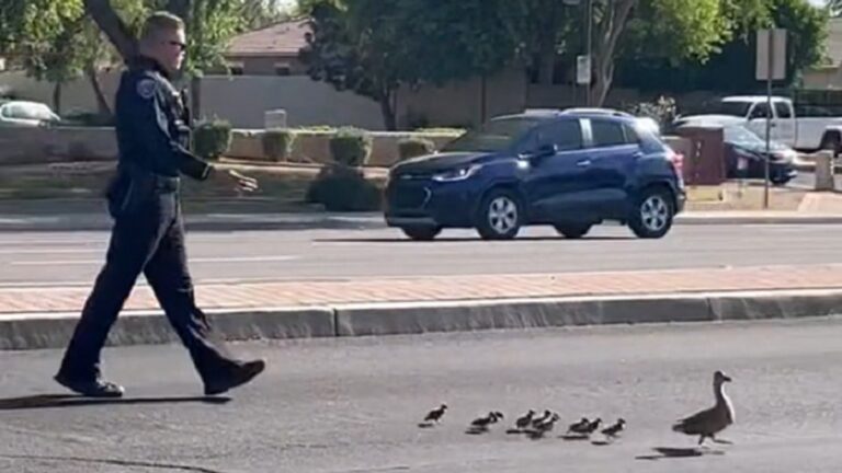 Officer helps mama duck and ducklings cross busy road safely