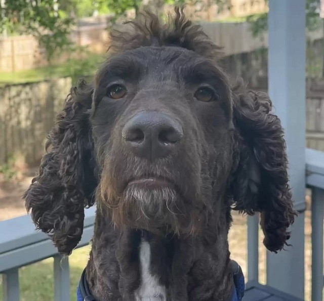 Pooch gets hilarious haircut after giving groomers a hard time
