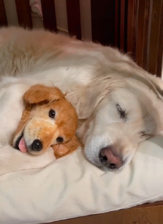 Pup has tearjerking reaction to getting 'Cuddle Clone' of late BFF