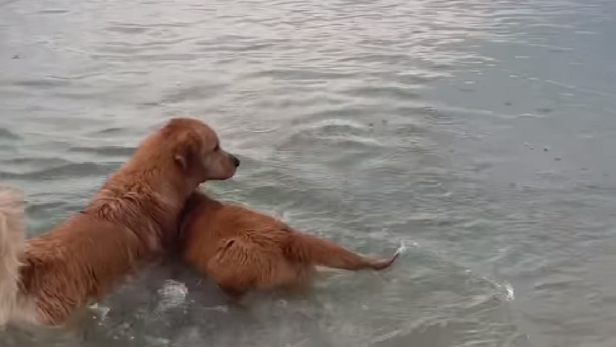 Pup helps little brother overcome his fear of swimming