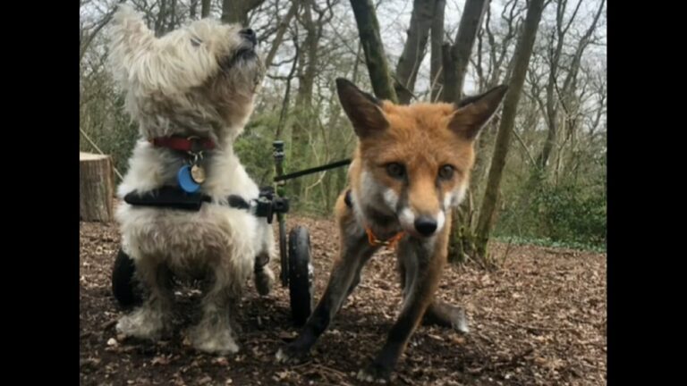 Pup in wheelchair becomes guide and BFF for blind fox