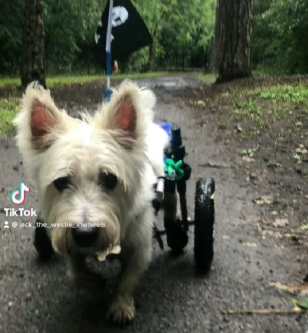 Pup in wheelchair becomes guide and BFF for blind fox
