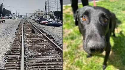 Rescuer saves abandoned dog who waited a week on the tracks for his parents to come back