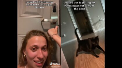 Smart cat opens door for roommate who got locked out