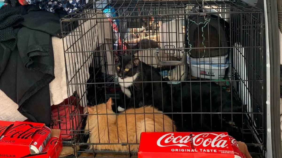 Strangers help shelter owner evacuate over 80 cats amid wildfire