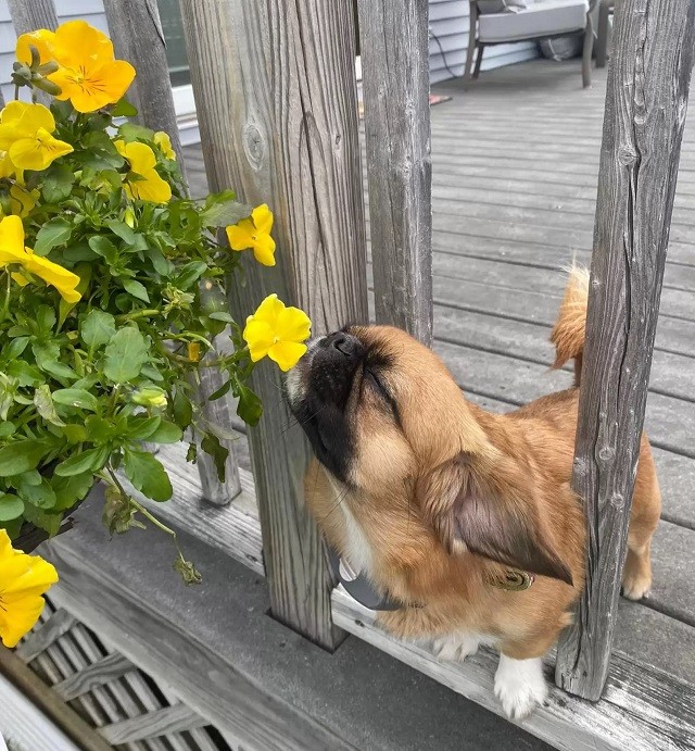 Tiny pup inspires everyone to stop and smell the flowers