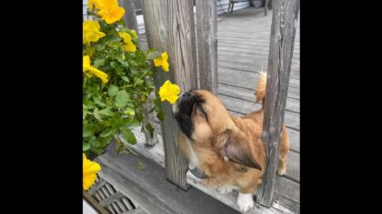 Tiny pup loves smelling every flower he sees