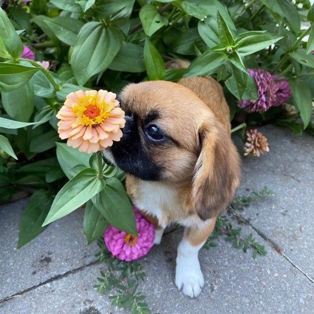 Tiny pup inspires everyone to stop and smell the flowers
