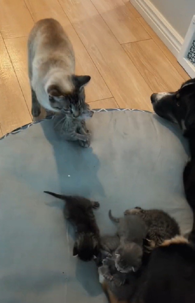 Tired mama cat brings kittens to dog for babysitting