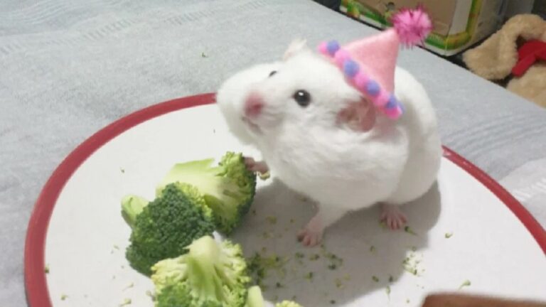 cutest hamsters on the internet