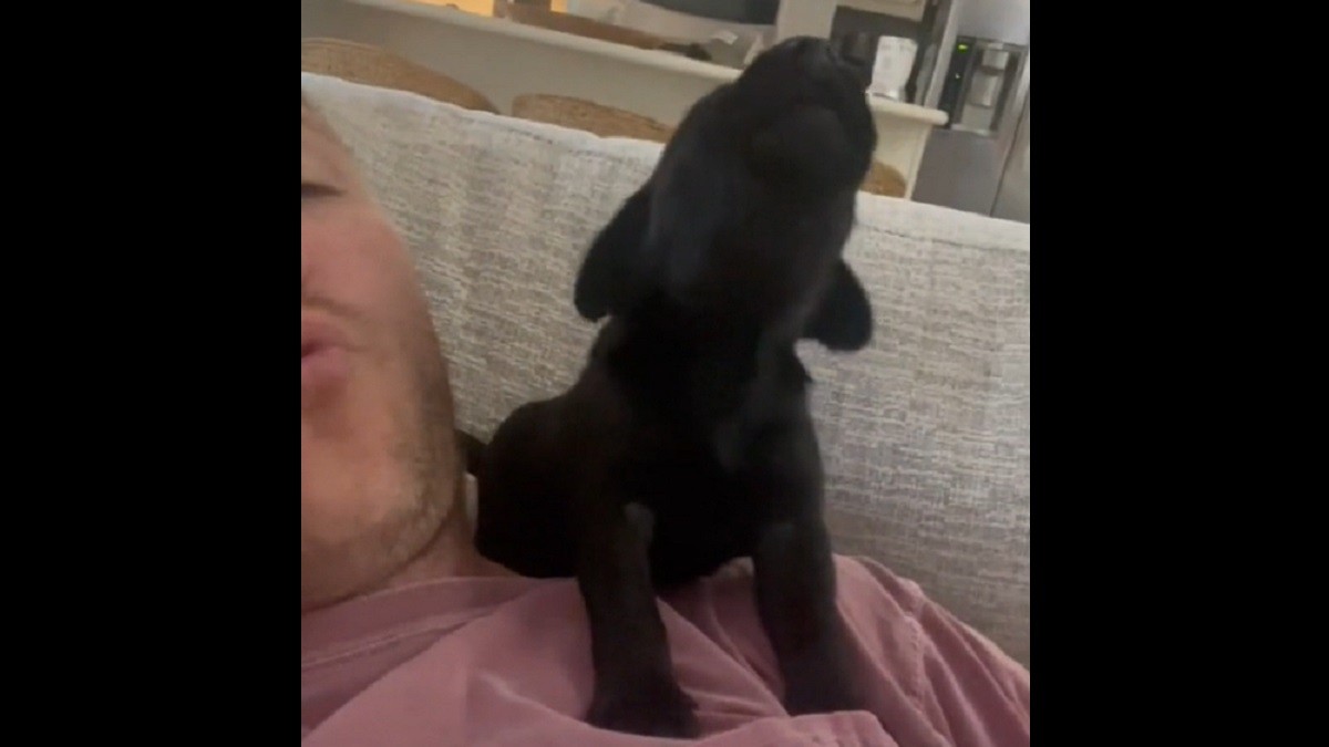 newborn puppy tries his best to howl