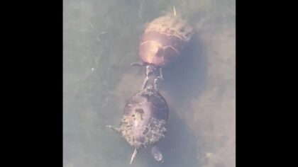 strangely hilarious courtship ritual between turtles
