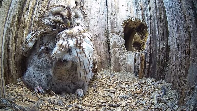 tawny owl adopted babies