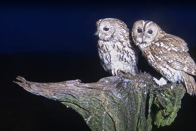 tawny owl couple