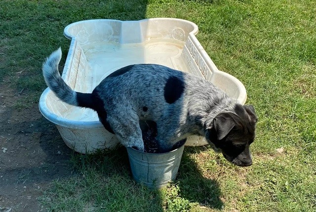 Goofy pup prefers tiny bucket over kiddie pool
