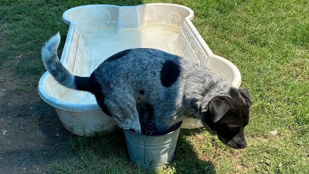 Goofy pup prefers tiny bucket over kiddie pool