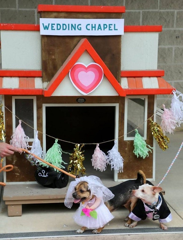 Inseparable chihuahua couple got married in special ceremony