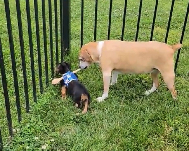 Pup parents' genius trick hilariously foils his escape