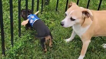Pup parents' genius trick hilariously foils his escape