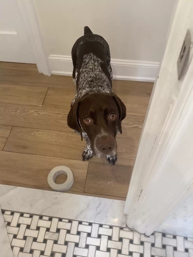 Sweet pup keeps bringing gifts to mom while in the shower