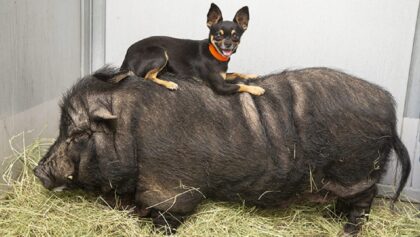Timon and Pumbaa, the chihuahua and pig BFFs