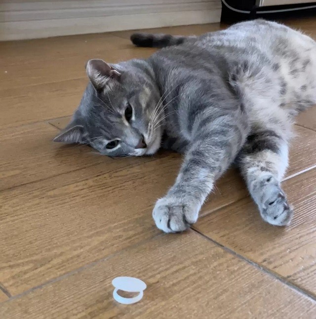 Cat has strange obsession with freshness seals from milk cartons