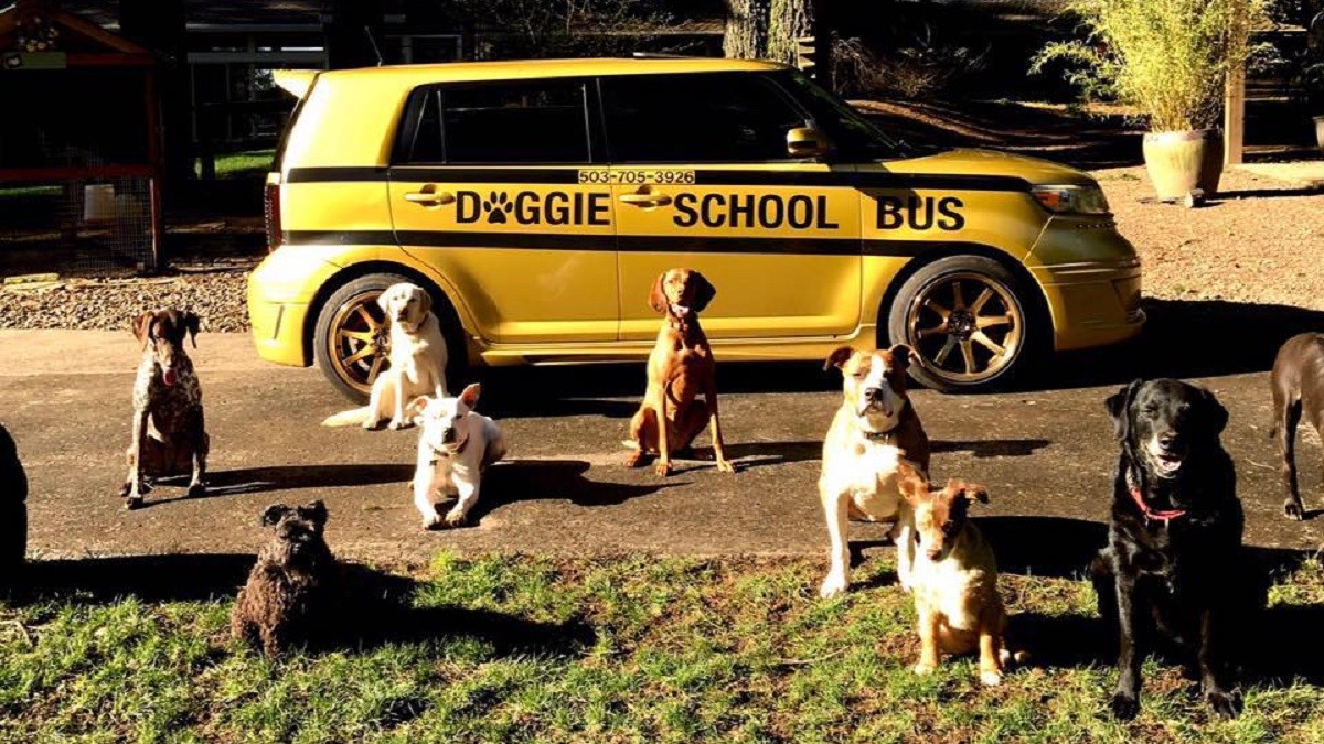 doggie school bus