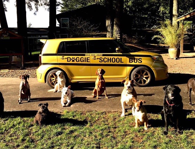 doggie school bus driver has the perfect job