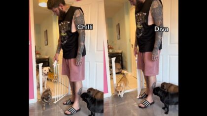 Adorable pups wait for turn to get called before entering