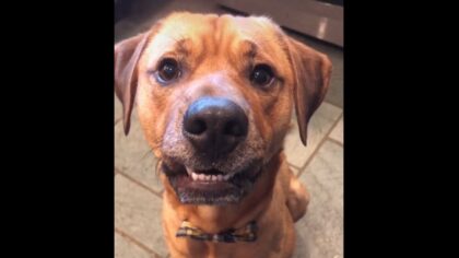 Loving dog smiles for mom who asked for a mood booster