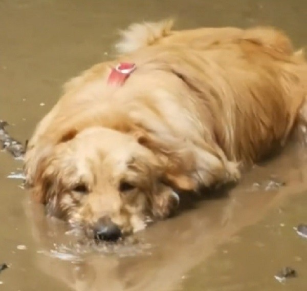 Golden retriever can't be bothered as he soaks in the mud
