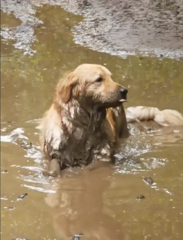 Golden retriever can't be bothered as he soaks in the mud