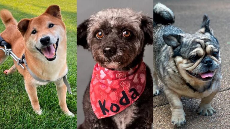 2022 World's Cutest Rescue Dog Contest