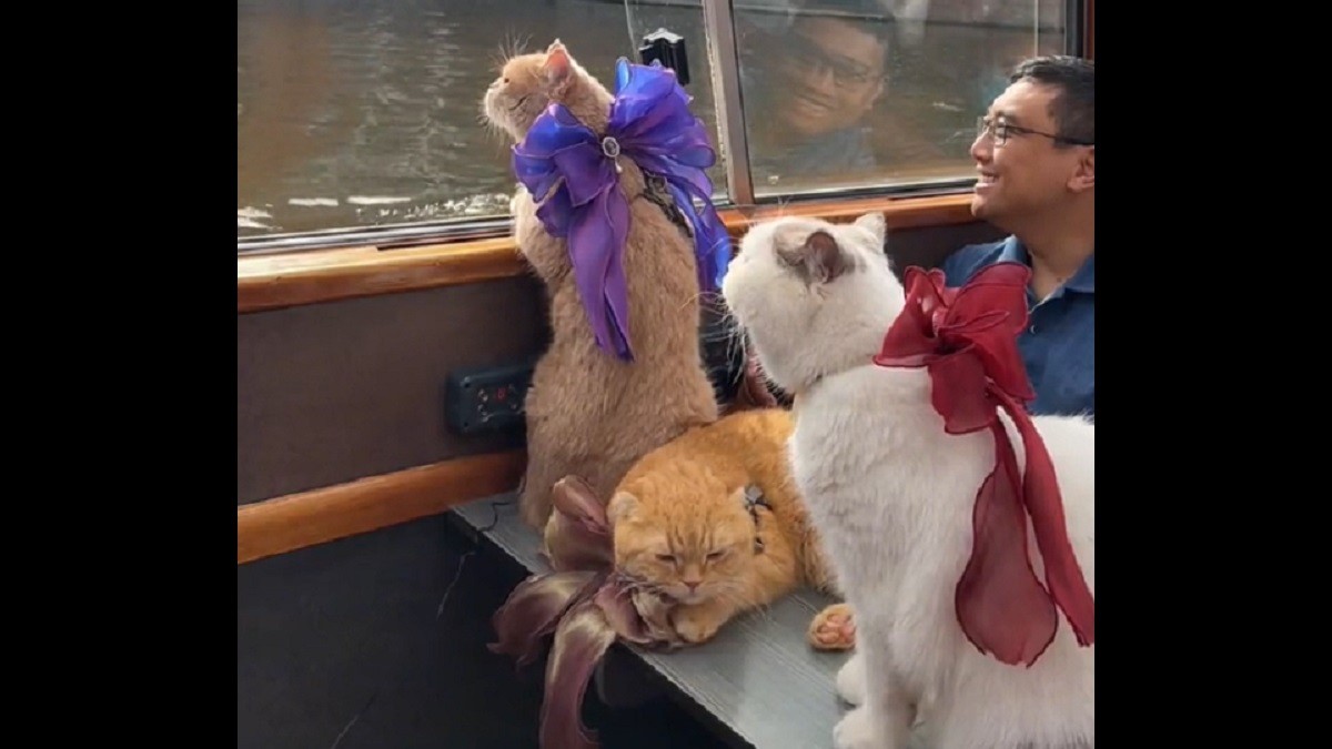 Cats Enjoying a Boat Tour in Amsterdam