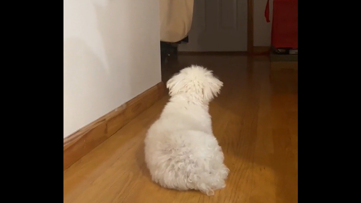 Cute Little Dog Waits Patiently For Dad To Get Home