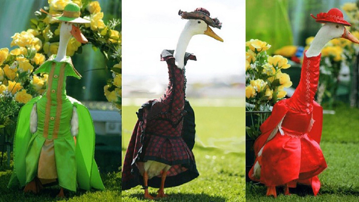 Well-Dressed Ducks Grace The Runway At Annual Fashion Show