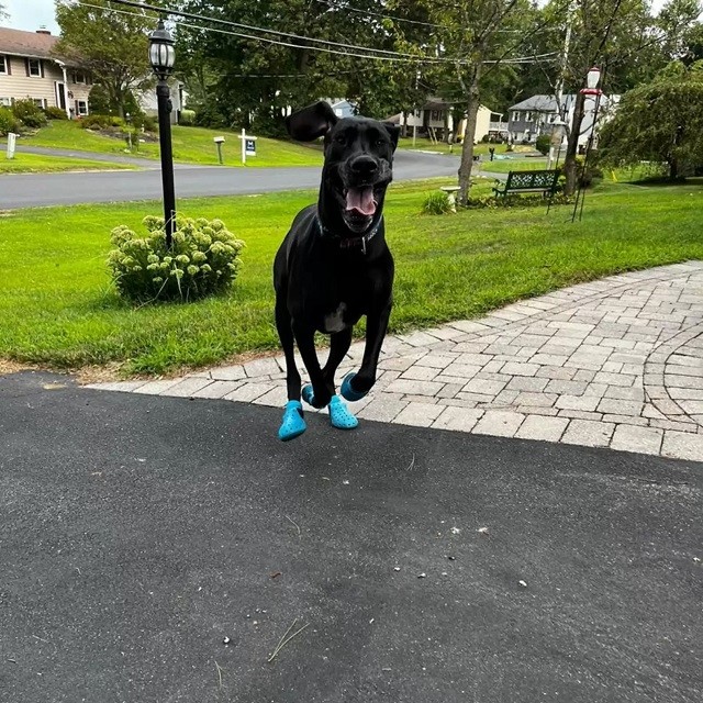 Happy Dog Loves Showing Off Her New Crocs
