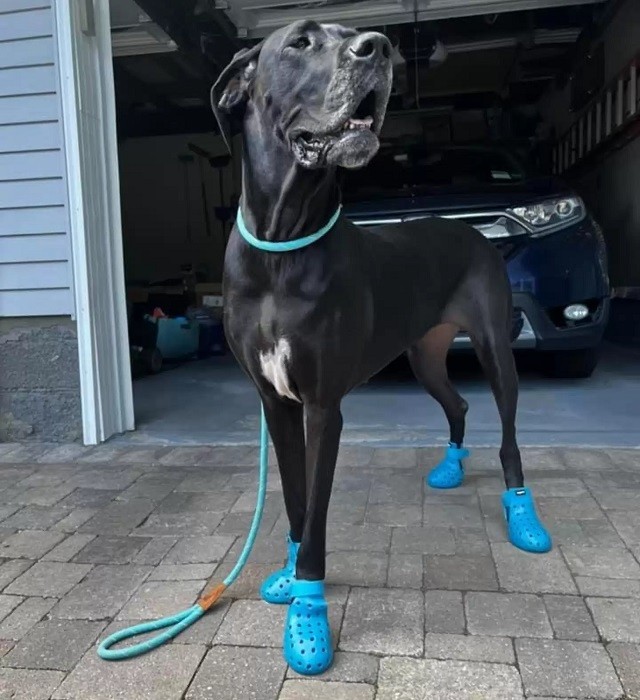 Happy Dog Loves Showing Off Her New Crocs
