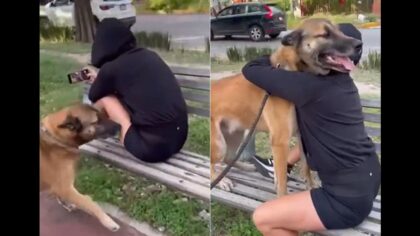 dog recognizes woman on the bench