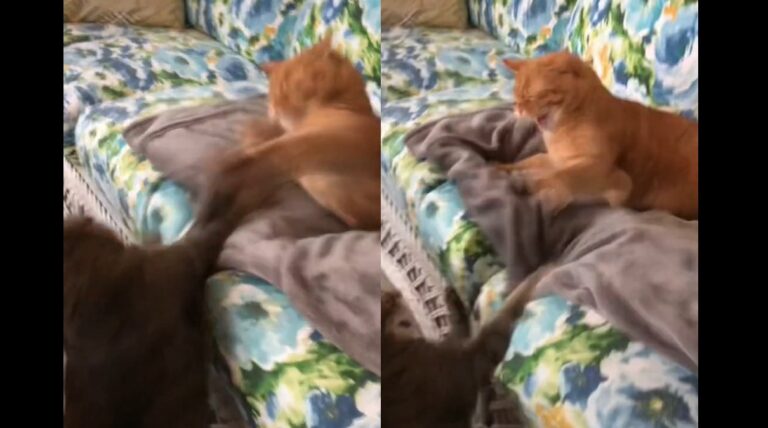 feline 'ex-lovers' fight after meeting again for the first time