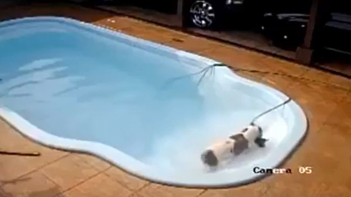 hero pit bull saves friend from drowning