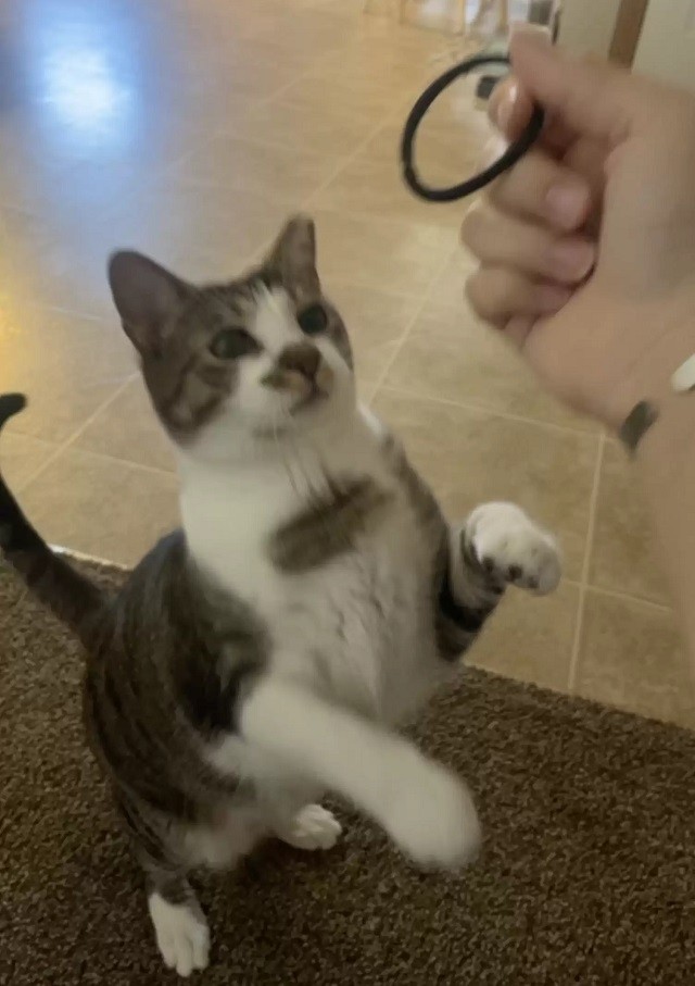 Woman Wondering How Her Hair Ties Got Wet Discovers Cat's Gross Pastime