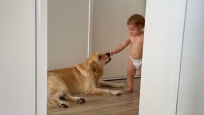 Thicc Golden Retriever gets Extra Snacks from toddler friend