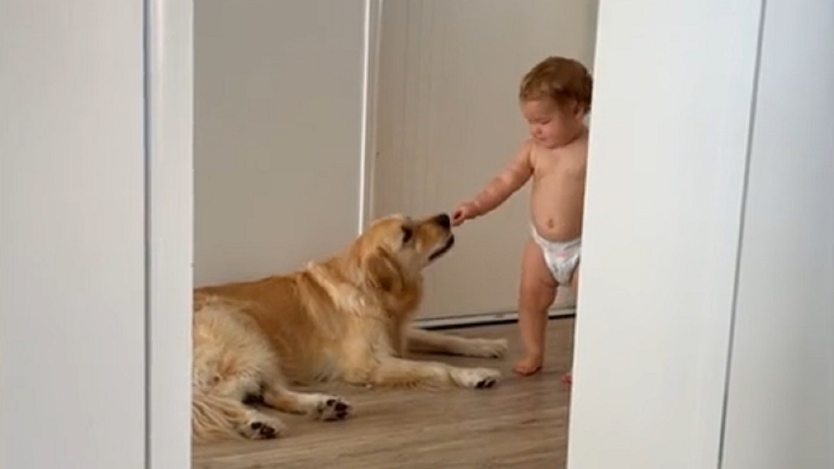Thicc Golden Retriever gets Extra Snacks from toddler friend