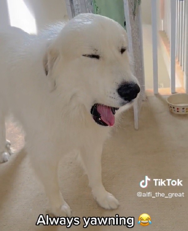 Sleepy Pyrenees Gets Up To Sing Along To Taylor Swift
