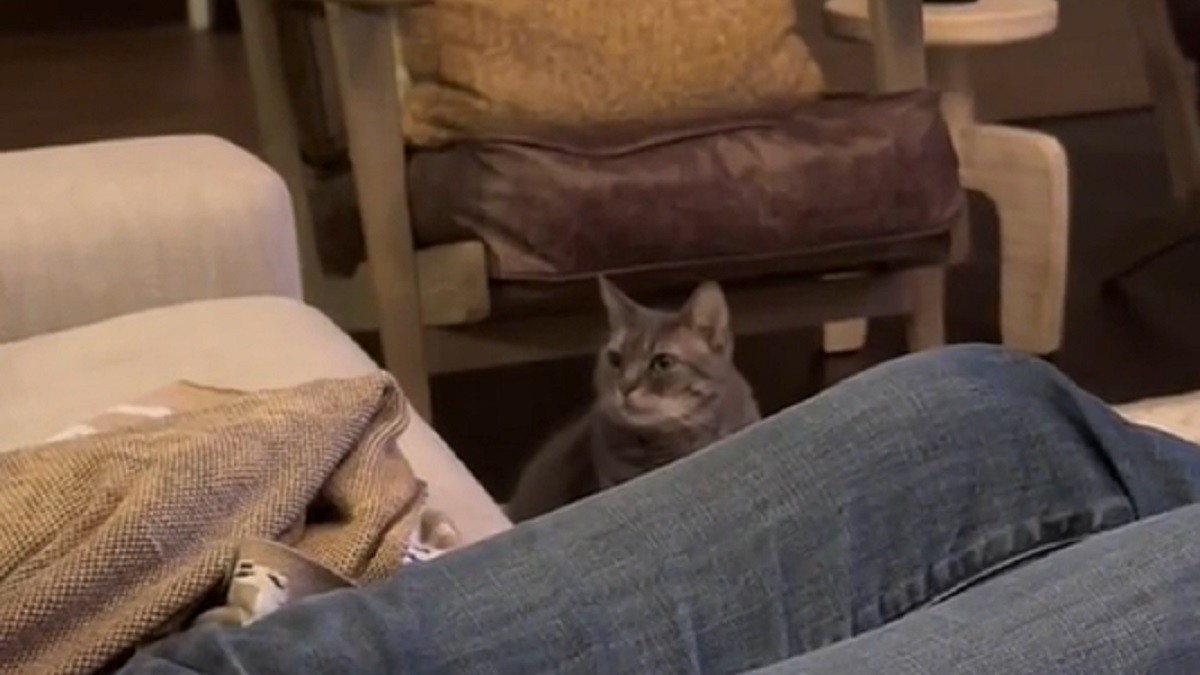 annoyed cat stares daggers at dad who took her spot