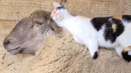 cat and sheep friends