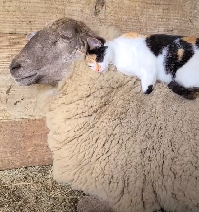 Watch This Sweet Cat Nuzzle And Massage Her Sheep BFF
