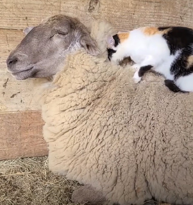 Watch This Sweet Cat Nuzzle And Massage Her Sheep BFF