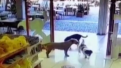 clever dogs team up to rob toy store